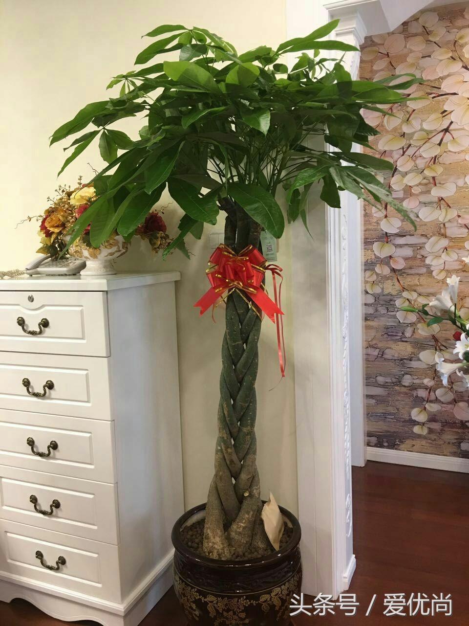 开业乔迁，吉利有寓意的盆栽有哪些？