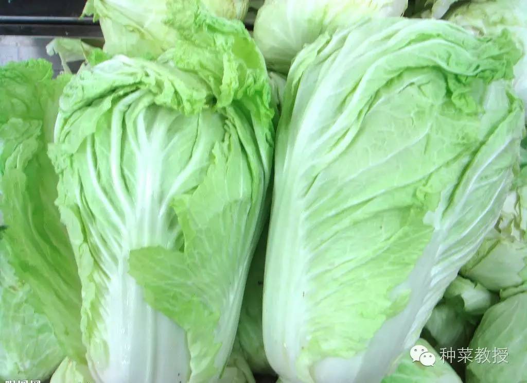 阳台种菜的土没有营养了怎么办,种子种菜阳台教程