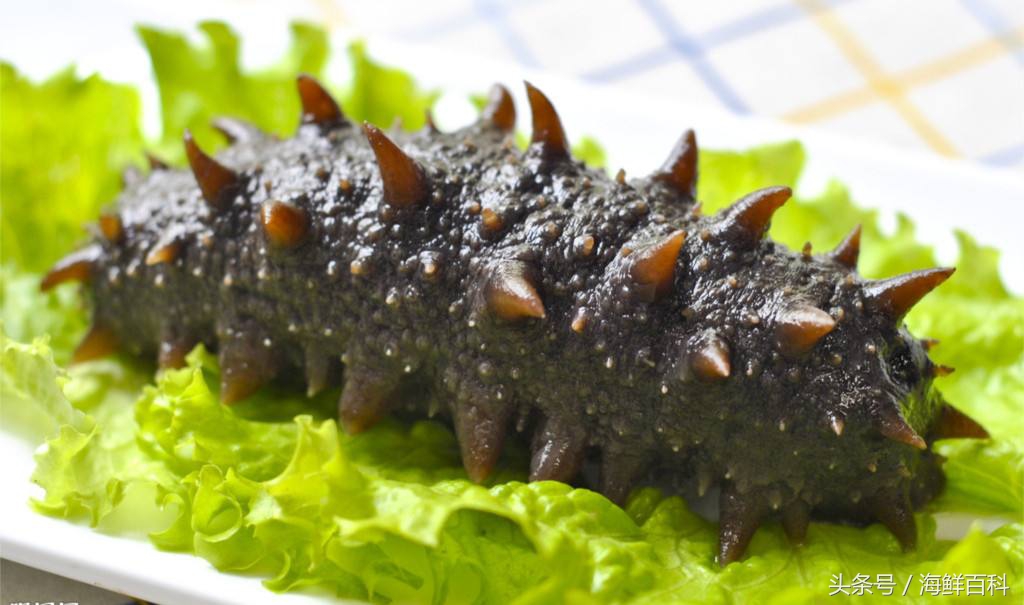 海参的功效与作用海参一天吃几个,海参的功效与作用干海参的吃法