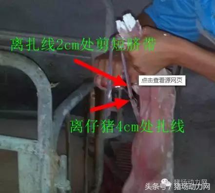 母猪难产接产步骤方法,母猪生产是死胎生产慢怎么办