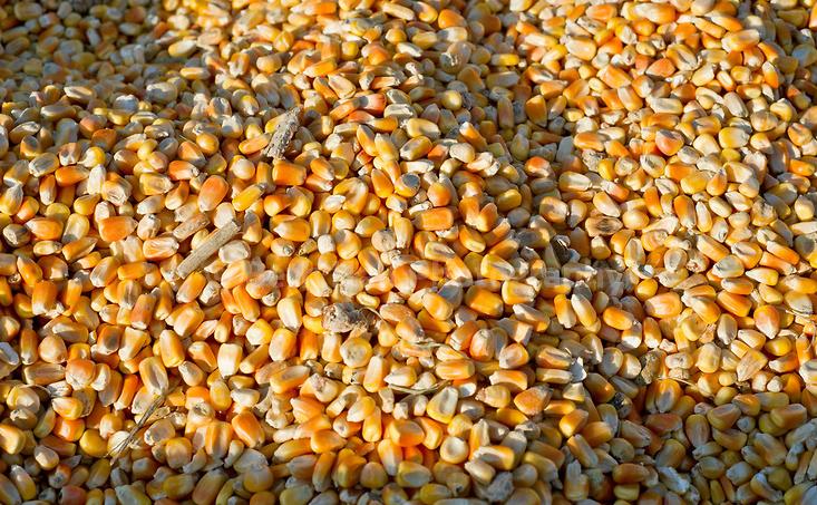 农村养鸡技巧视频新手,养鸡用什么方法鸡才健康