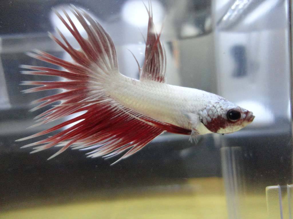 观赏鱼因为打斗掉鳞咋整,观赏鱼打架了怎么办呢用什么药