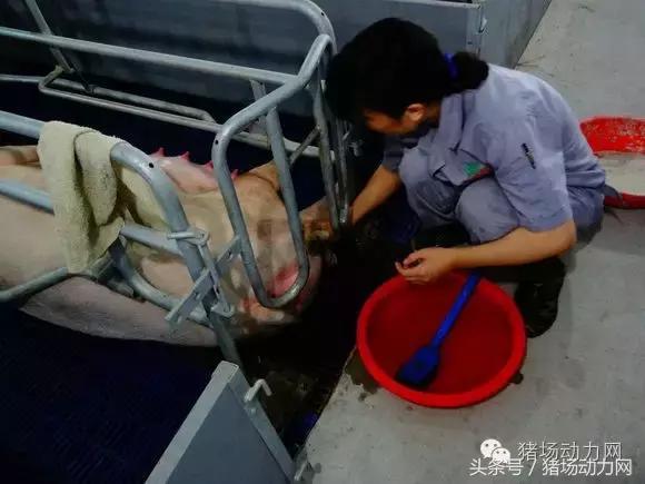 母猪难产接产步骤方法,母猪生产是死胎生产慢怎么办