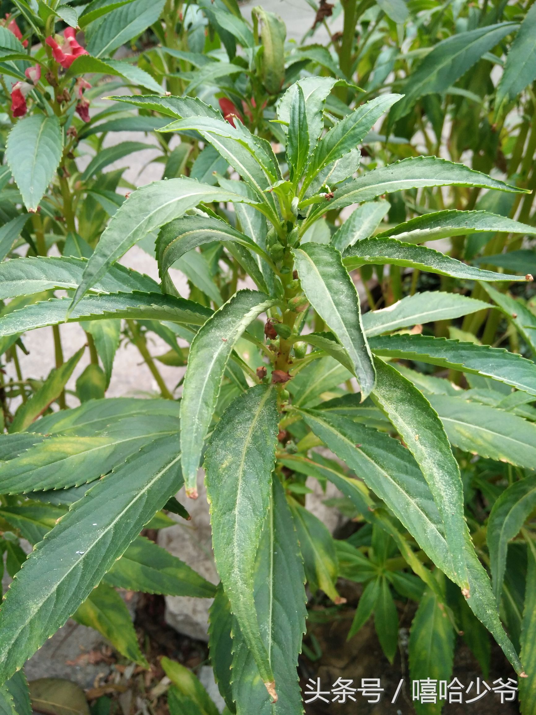 农村纯天然指甲草,神奇的指甲草有几种