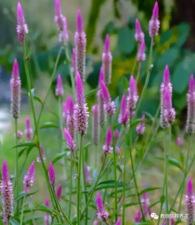 娈嬫灊璐ュ彾鎻掕姳,娈嬫灊璐ヨ姳