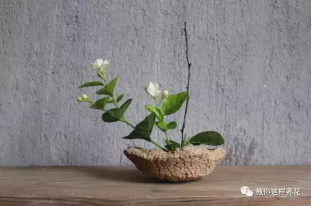 娈嬫灊璐ュ彾鎻掕姳,娈嬫灊璐ヨ姳