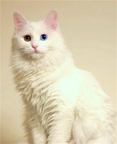 纯种山东狮子猫的特点是什么？山东狮子猫和波斯猫的区别