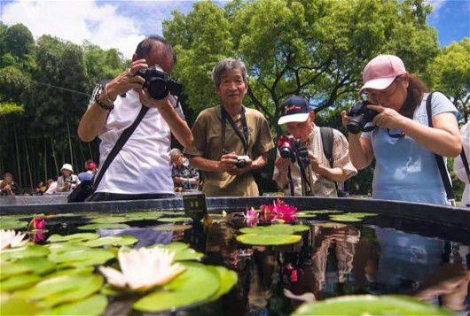 鱼缸养睡莲的养殖方法视频,家庭养睡莲用多大的缸合适