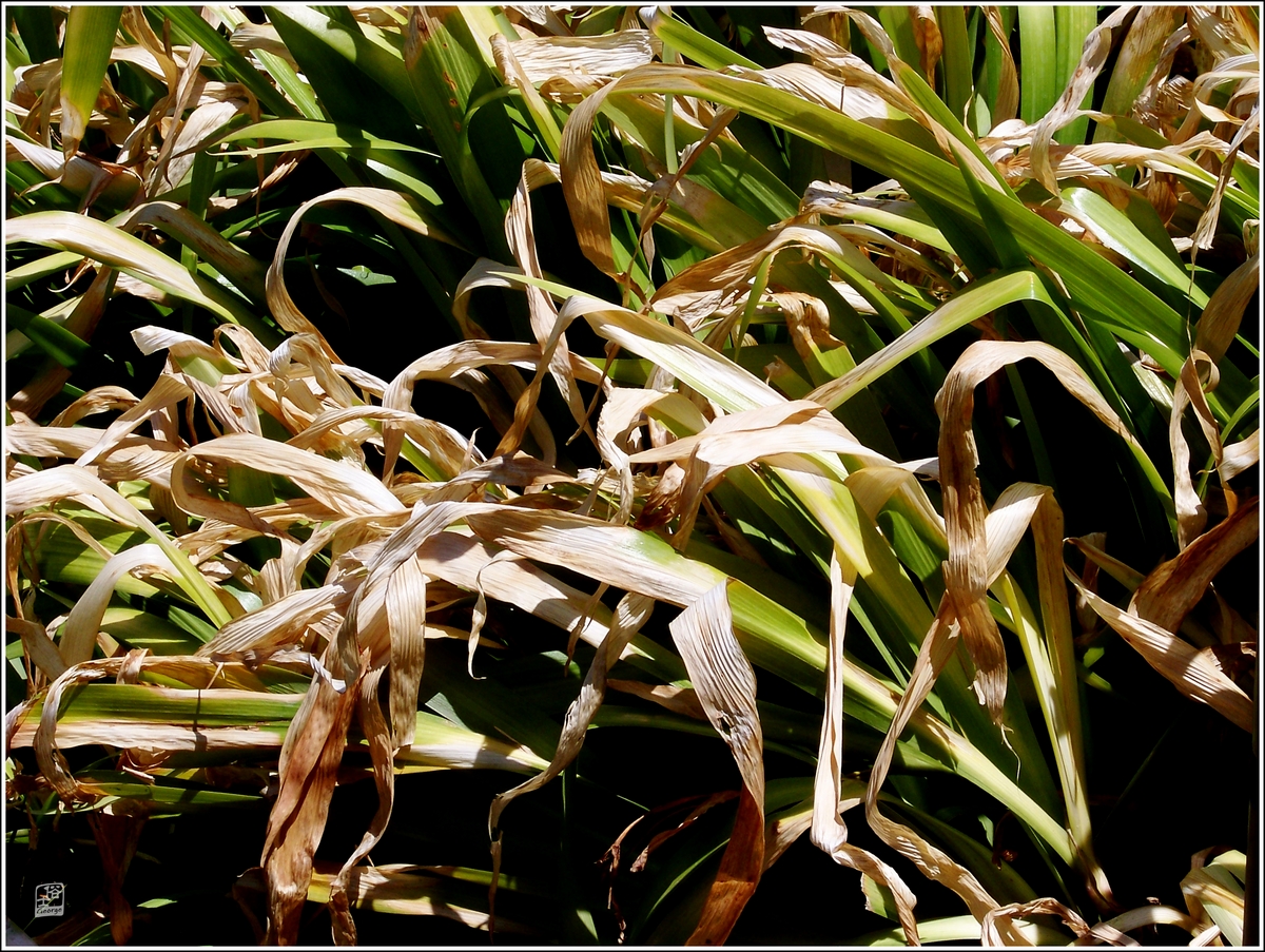 农民为什么不会被太阳晒伤,植物晒伤了怎么补救