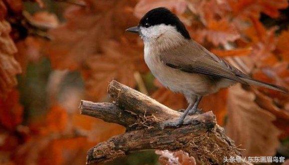 东东画眉鸟原毛讲解,东东画眉鸟