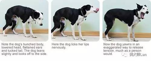 怎么让狗克服恐惧,怎么克服怕狗的恐惧心理