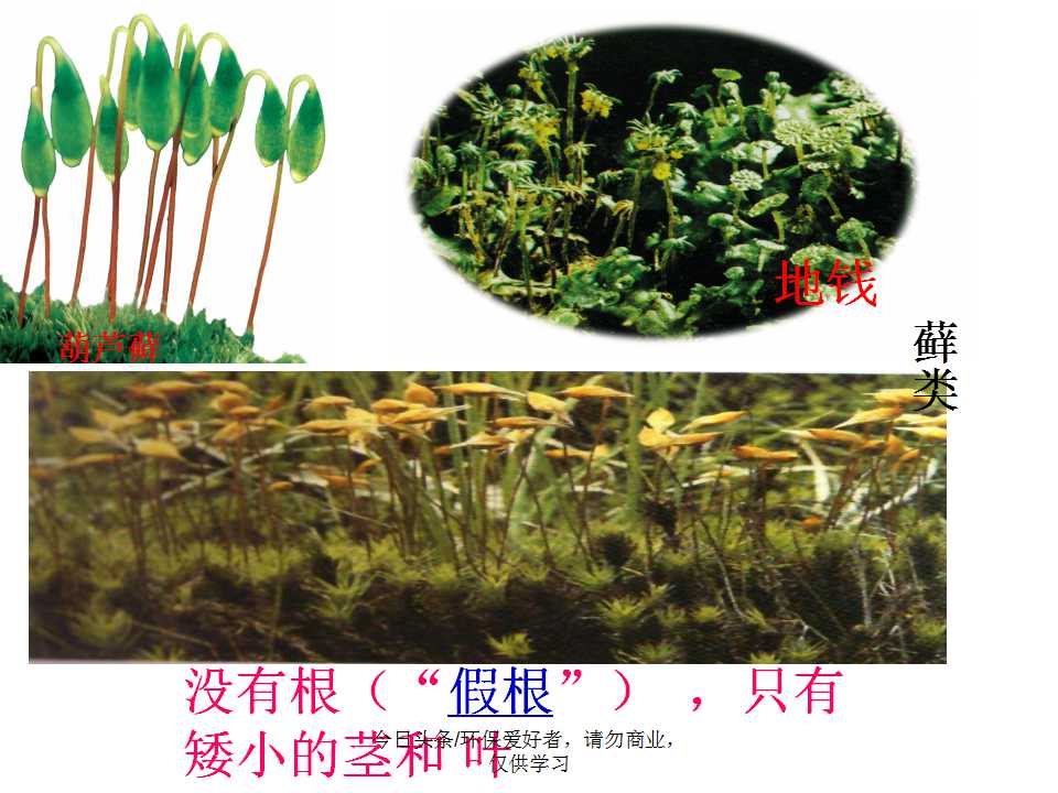 认识植物从身边开始,认识植物的根茎叶各个部分