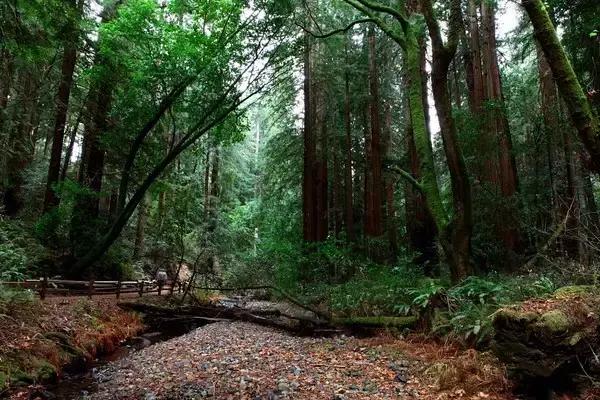 走进树林会感觉空气清新为什么呢,走进红杉林感受不一样