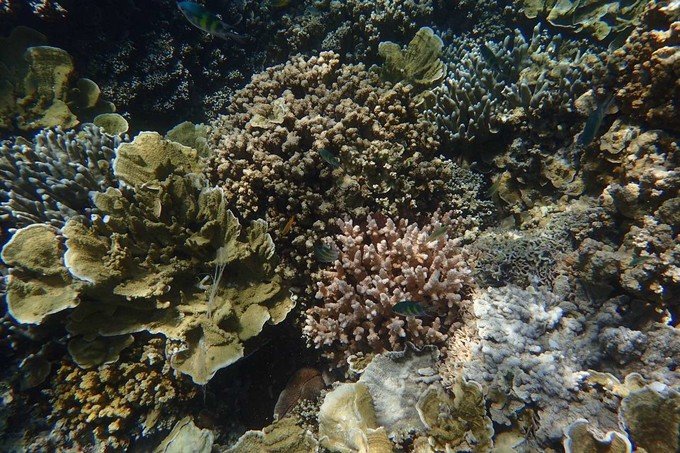 看鲨鱼，玩泥巴，看男人穿婚纱，带你看不一样的帕劳