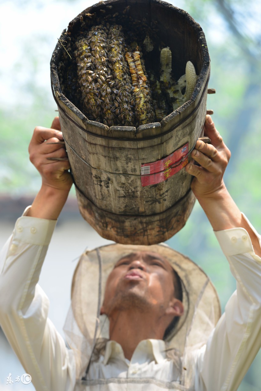 蜜蜂养殖技术蜂群调整方法,蜜蜂养殖技术早春蜂群的饲喂技术