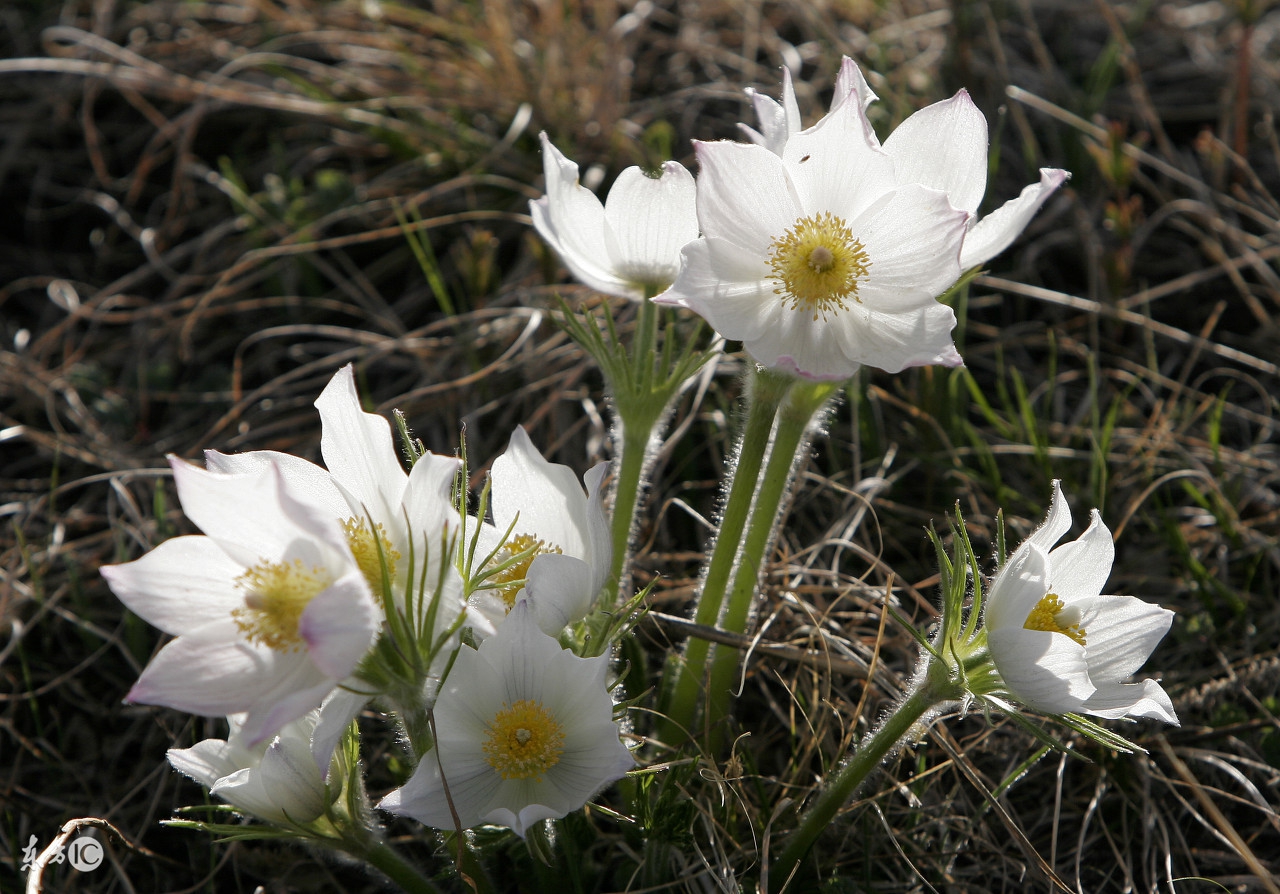 鸡球虫病的症状及防治方法,鸡球虫什么中药可以治