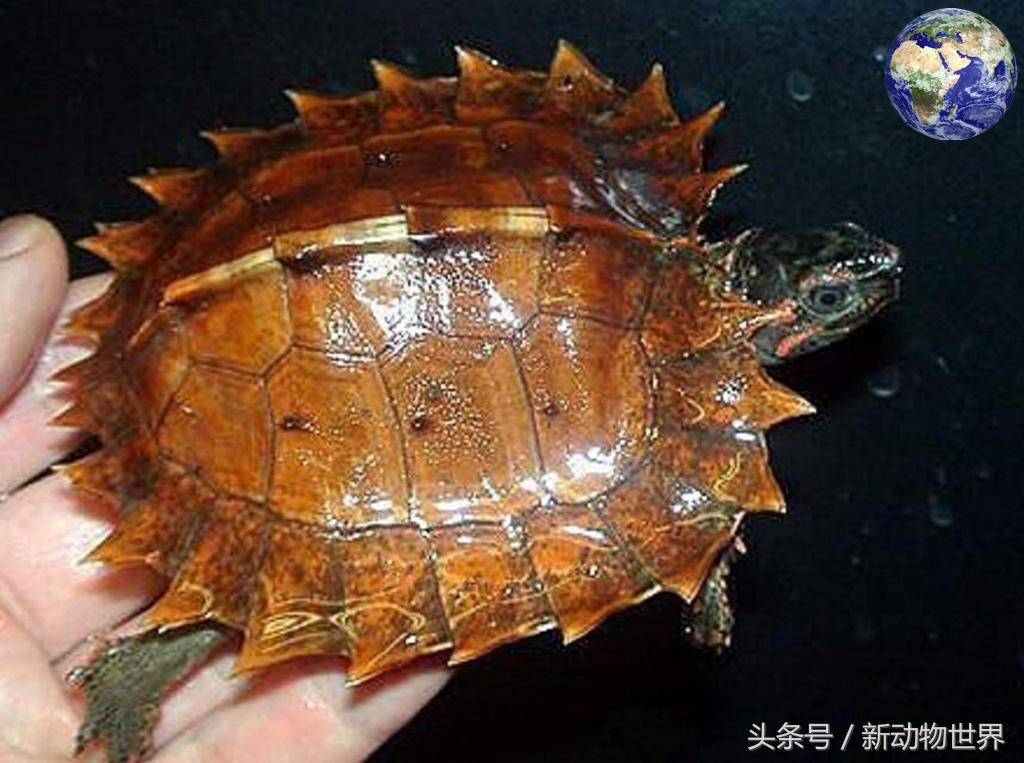 浑身是刺乌龟,满身尖刺的乌龟