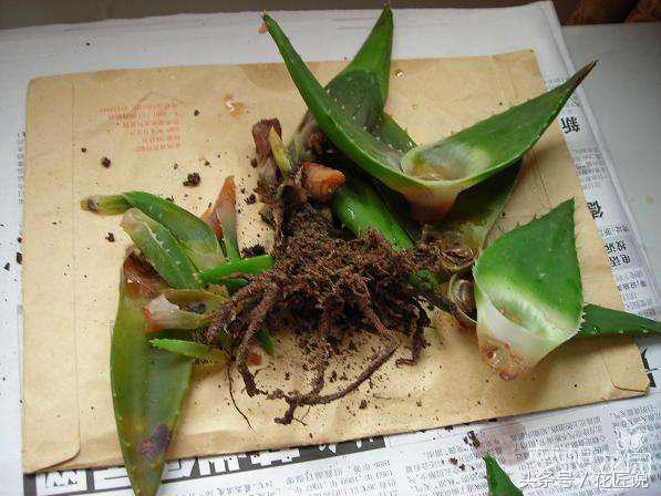 拿什么拯救叶片发黄的芦荟图片,芦荟叶片发黄怎么办小妙招