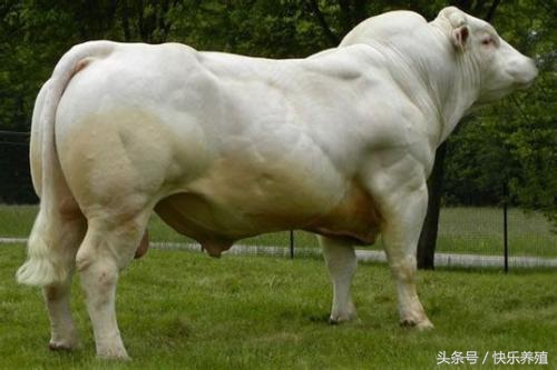 夏洛莱牛肉质好不好,夏洛莱牛为什么不建议养