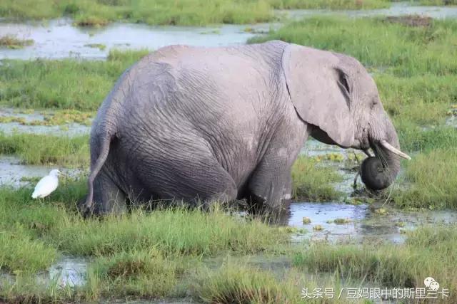 风动？树动？心动！致你，Kenya