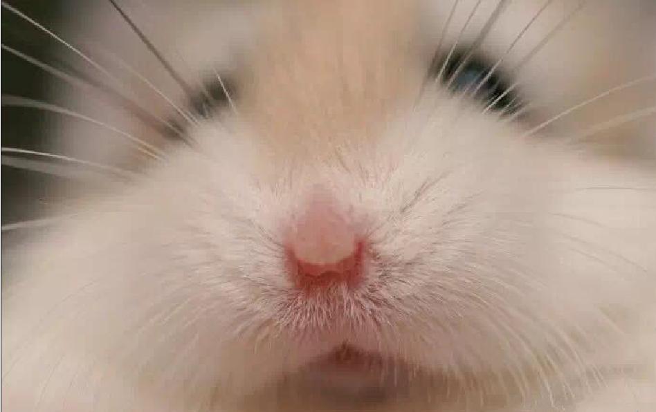 可爱的小仓鼠喜欢吃什么食物,养仓鼠仓鼠喜欢吃什么东西