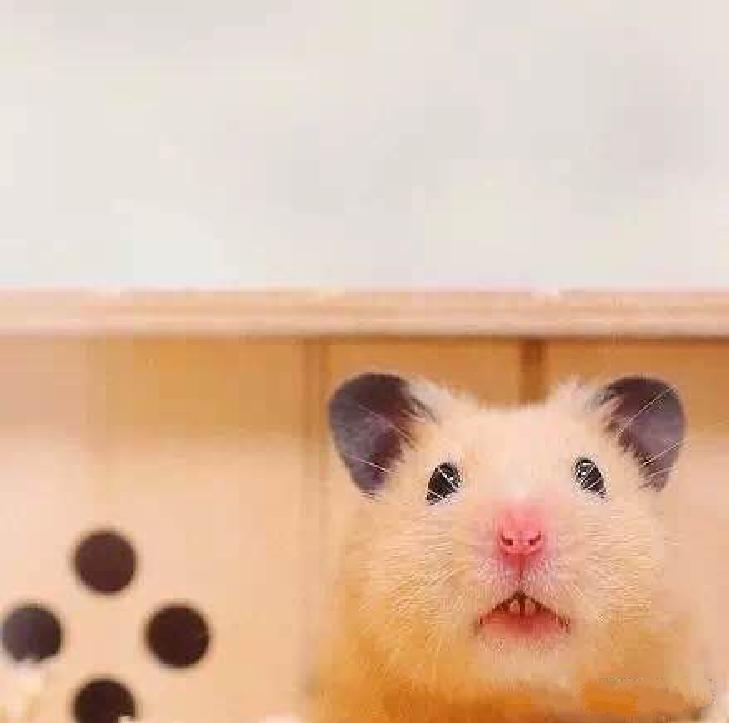 可爱的小仓鼠喜欢吃什么食物,养仓鼠仓鼠喜欢吃什么东西