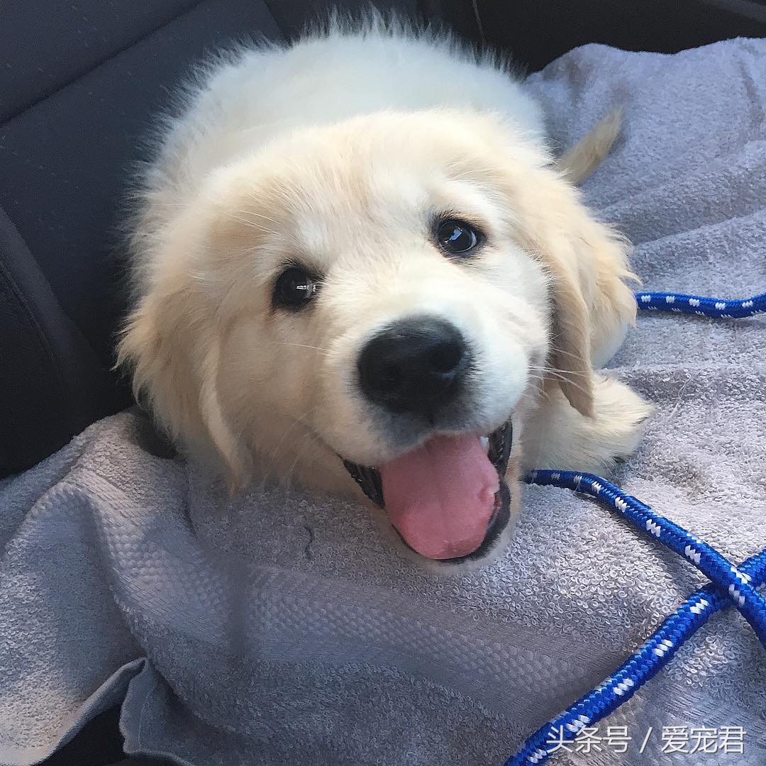 如何去除室内养宠物的异味,家中爱宠体味浓重清除宠物异味