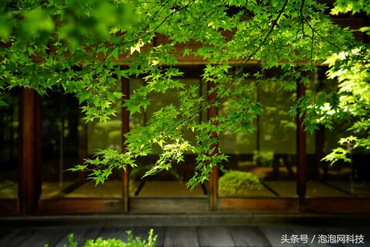 索尼最新微单a7r3与a9对比,索尼a9和a7r4拍视频比较