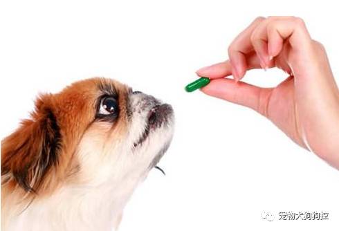 怎样给狗狗驱虫才是最好的方法,怎样给狗狗驱虫才是最好的方法呢