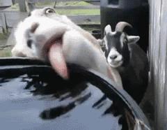 大家都清洗过饮水机吗,饮水机从来没有清洗过