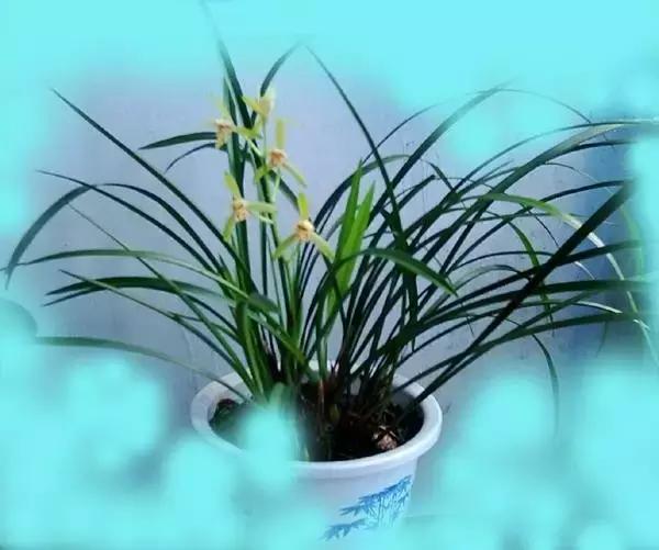 四季兰用什么盆栽最好看,四季兰花期养护