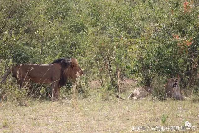 风动？树动？心动！致你，Kenya