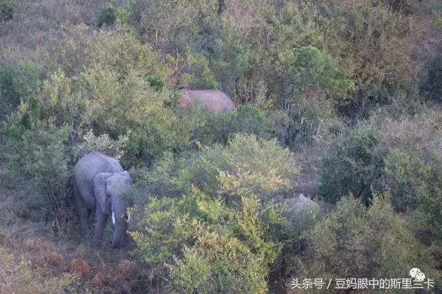 风动？树动？心动！致你，Kenya