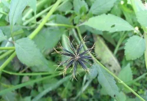 常见中草药图片及讲解,身边常见的中草药功效大全