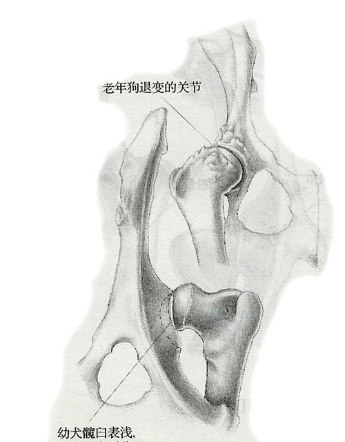 狗狗卫仕关节宝,谷登关节宝