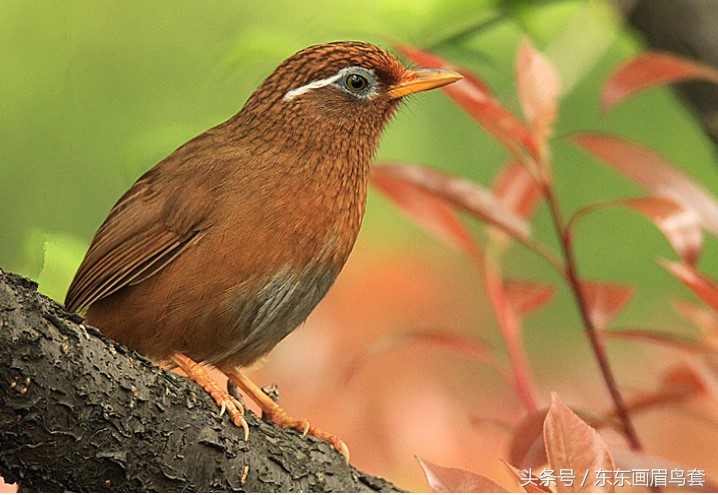 东东画眉鸟视频,东东画眉鸟套