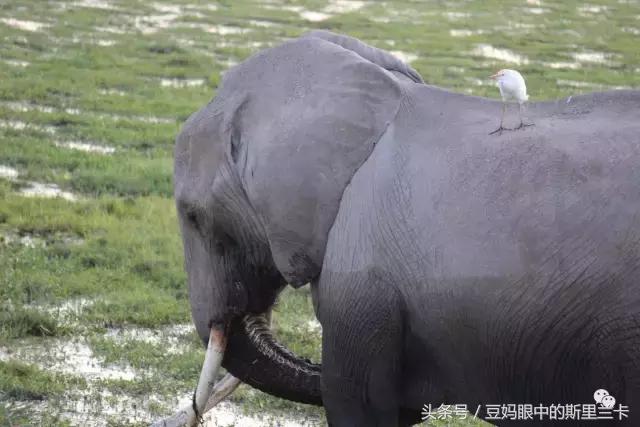 风动？树动？心动！致你，Kenya