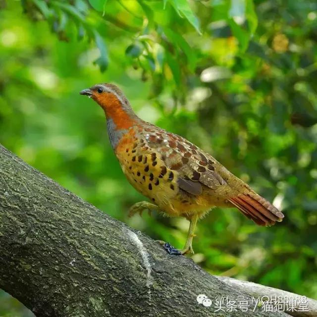 动物百科视频大全40分钟,动物百科第一期鸟类