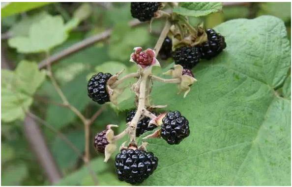 身边常见草药图片及价格,身边最常见的中草药图片大全