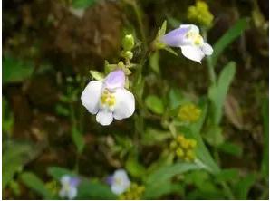 常见中草药图片及讲解,身边常见的中草药功效大全