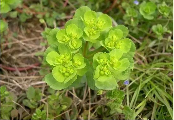 常见中草药图片及讲解,身边常见的中草药功效大全