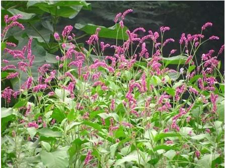 常见中草药图片及讲解,身边常见的中草药功效大全