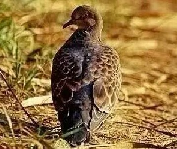 对燕子的观察和感悟,斑鸠的叫声与特点