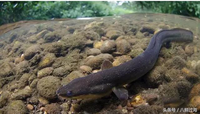 从鳗鱼的智慧说再到成为日本人餐桌上的料理食材！