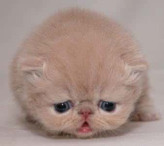 各种各样的很可爱又很好看的猫,各种可爱猫