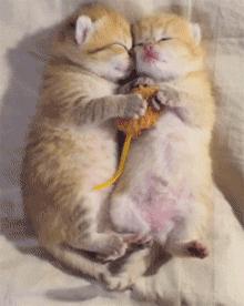 各种各样的很可爱又很好看的猫,各种可爱猫