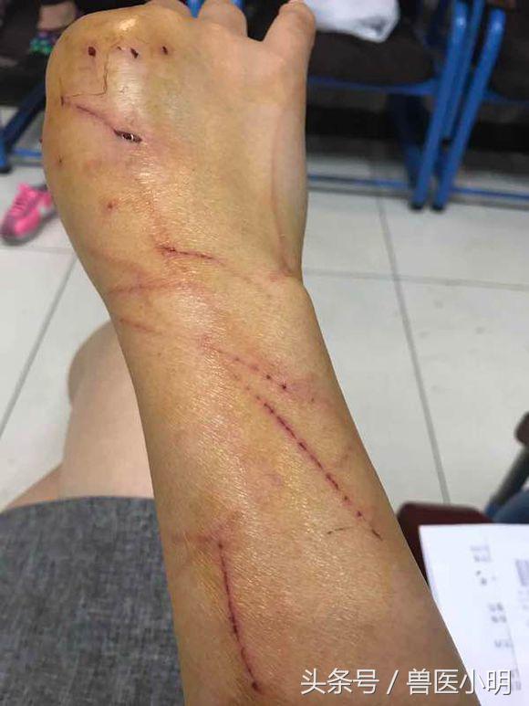 两只猫一见面就打架处理办法,两只猫怎么确定猫是玩还是打架