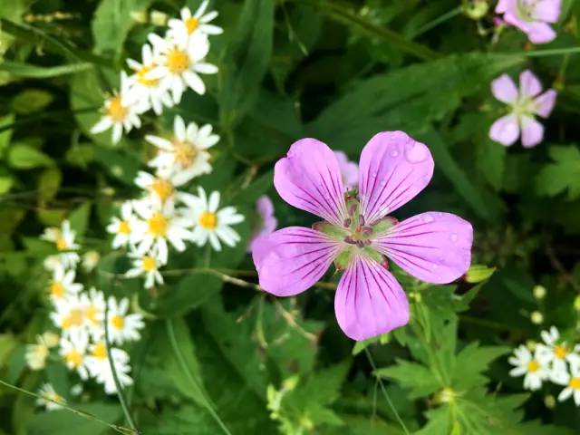 北纬30°神秘之境,在高山草甸、追逐鹿群,这里美的像天堂!