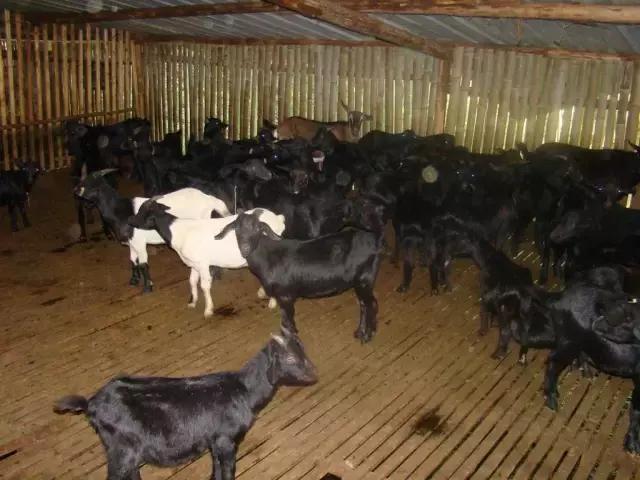 农业创业到底有多难,返乡创业有什么坑