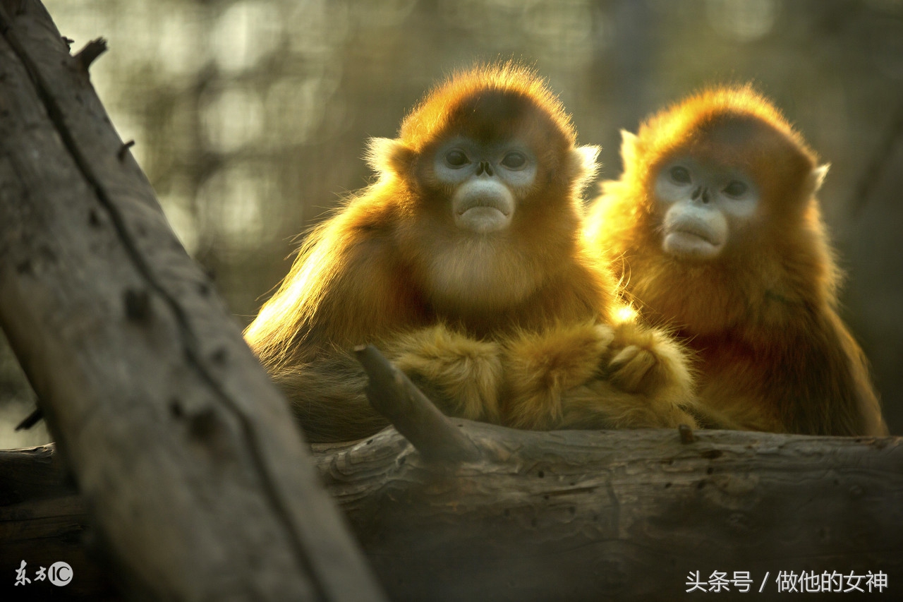 生肖猴在明天会遇到什么好事,生肖猴今年有进财之喜